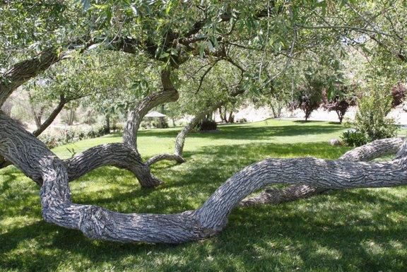 8738-AGUA D_Rose_Garde..