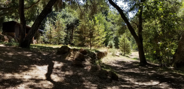 B951-4 TREES FOREST TR..