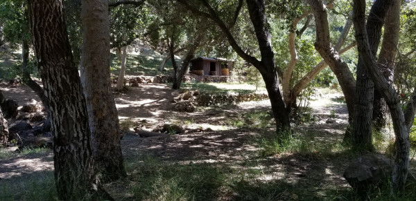 B951-4 TREES FOREST TR..