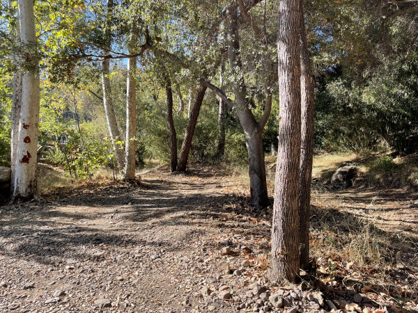 B951-4 TREES FOREST TR..