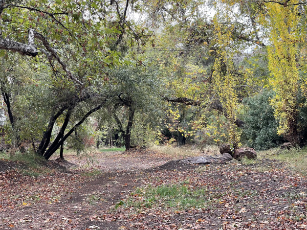 B951-4 TREES FOREST TR..