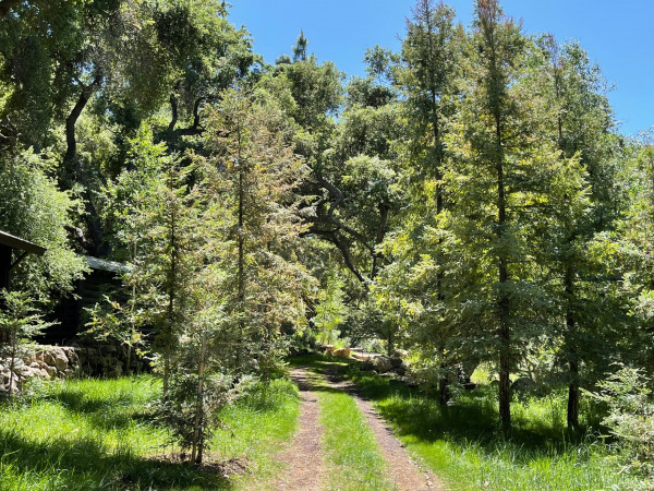 B951-4 TREES FOREST TR..