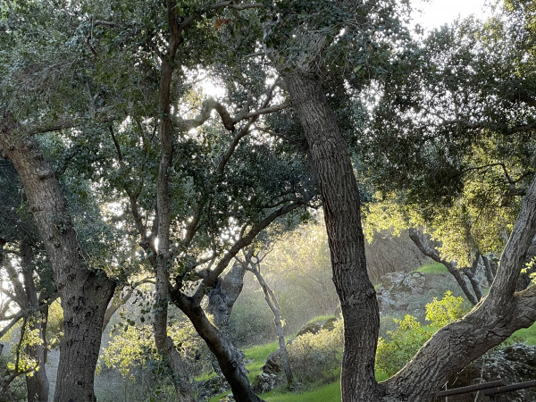 B951-5 NATURE SCENERY